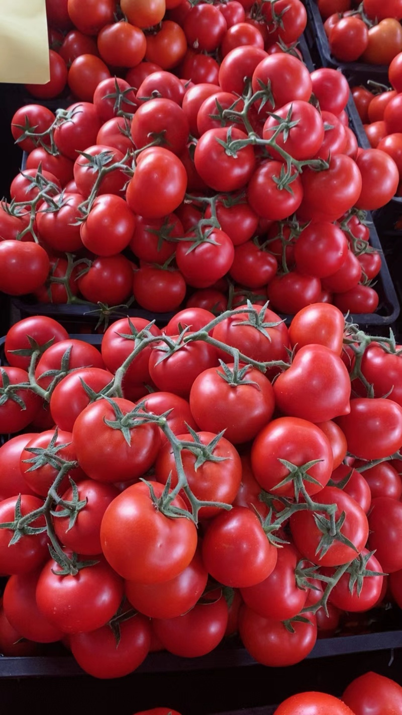 大红西红柿，大量上市