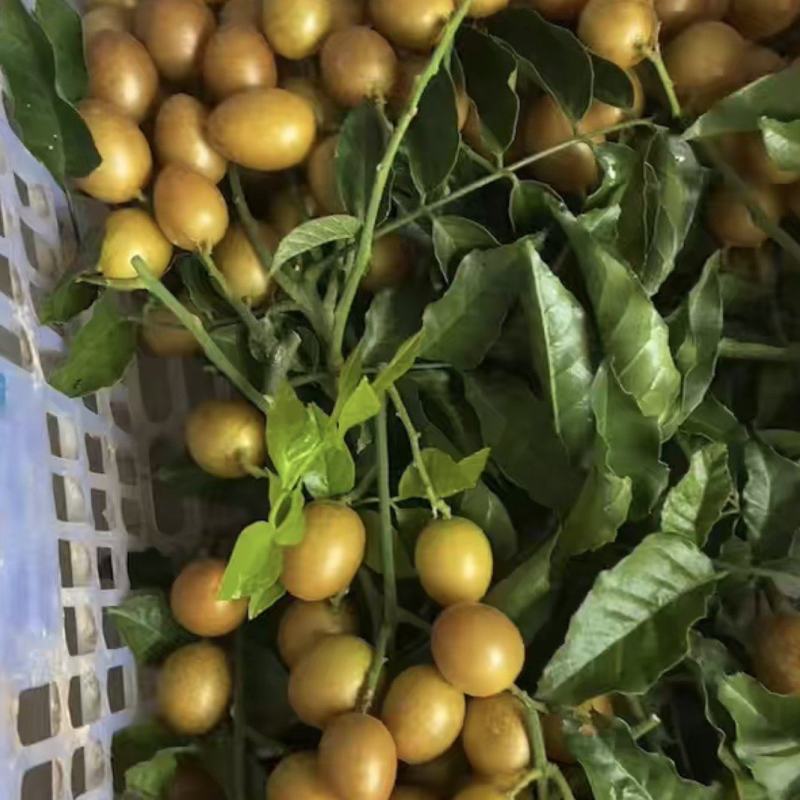 贵妃黄皮果