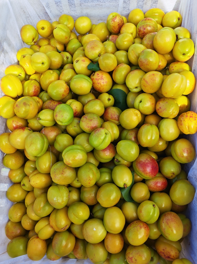 山东珍珠油杏对接各大平台现摘现发