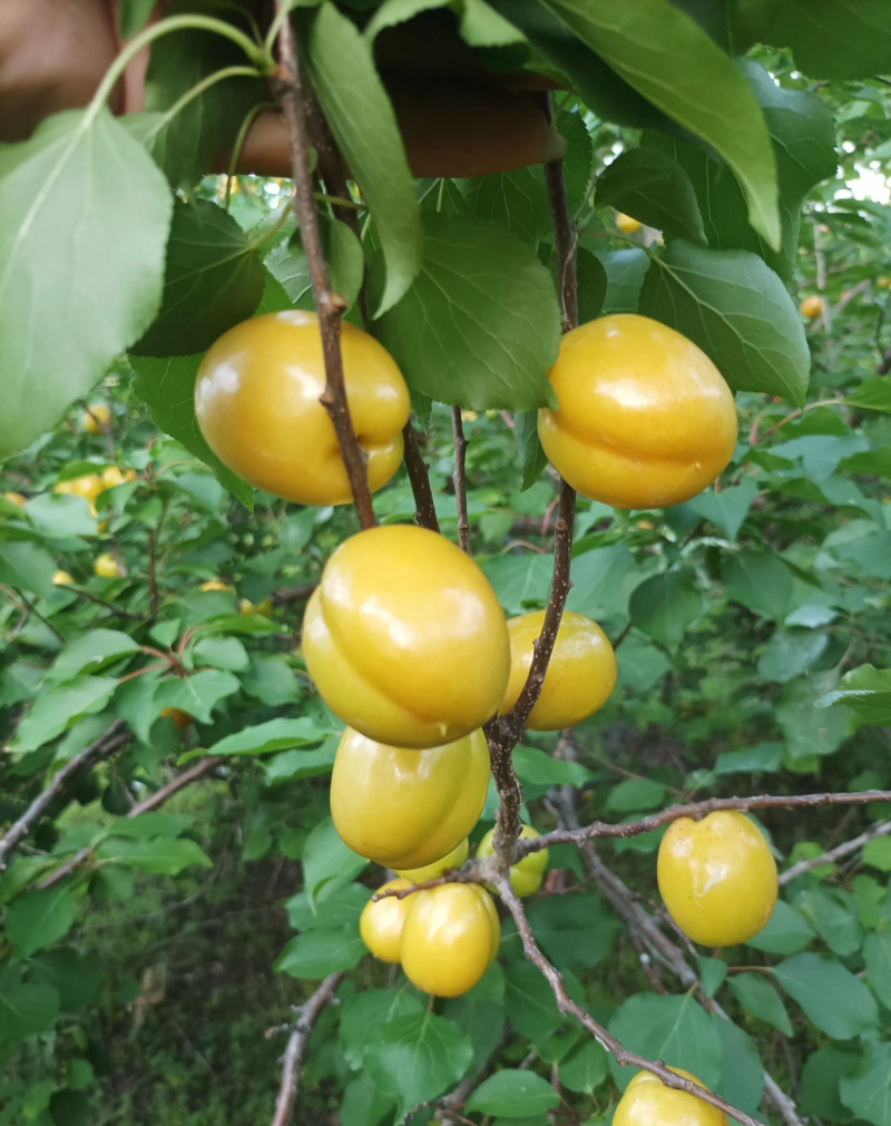 山东珍珠油杏对接各大平台现摘现发