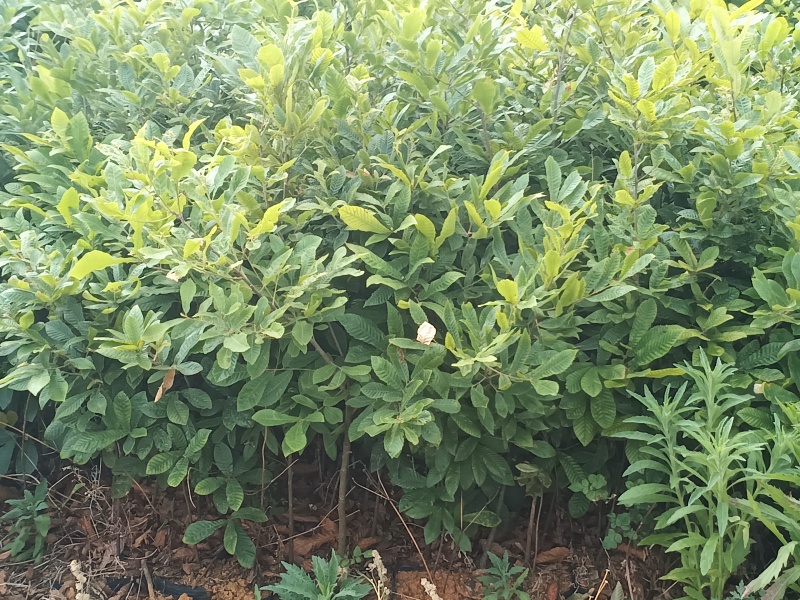 麻栎中杯苗基地自产自销