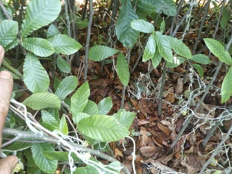 麻栎中杯苗基地自产自销