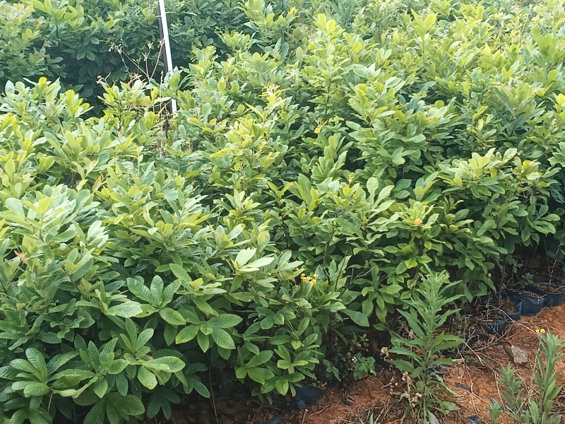 麻栎中杯苗基地自产自销