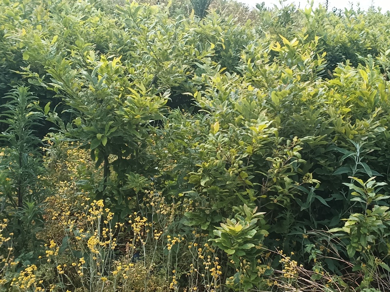 麻栎中杯苗基地自产自销