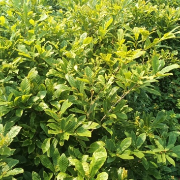 中杯麻栎海量供应