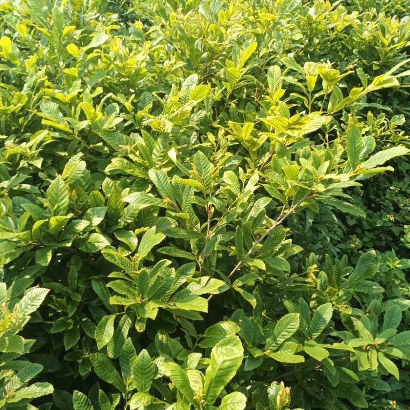 中杯麻栎海量供应