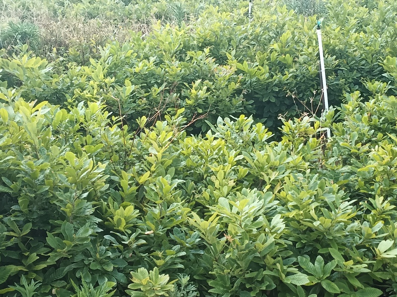 中杯麻栎海量供应