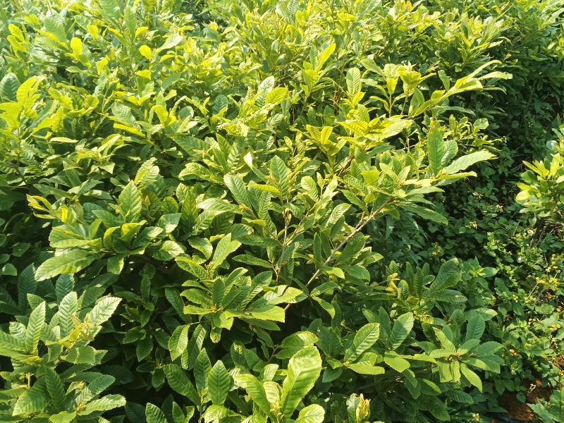 中杯麻栎海量供应