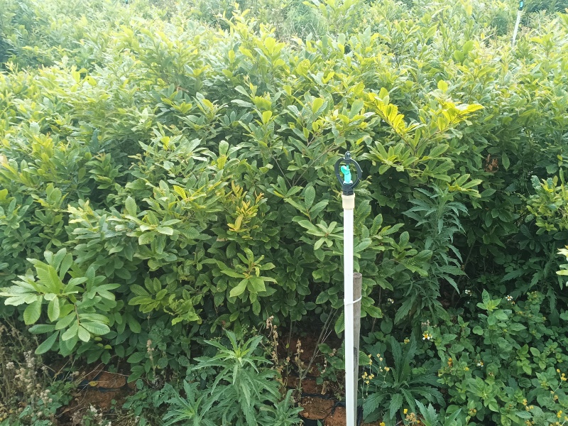 中杯麻栎海量供应