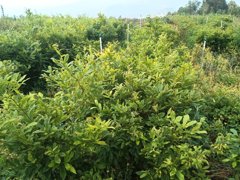 中杯麻栎海量供应
