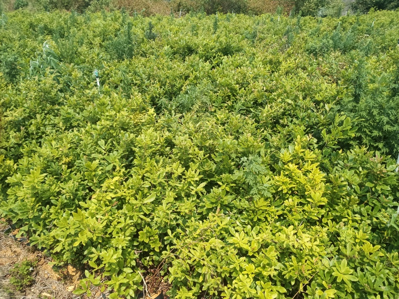 中杯麻栎海量供应