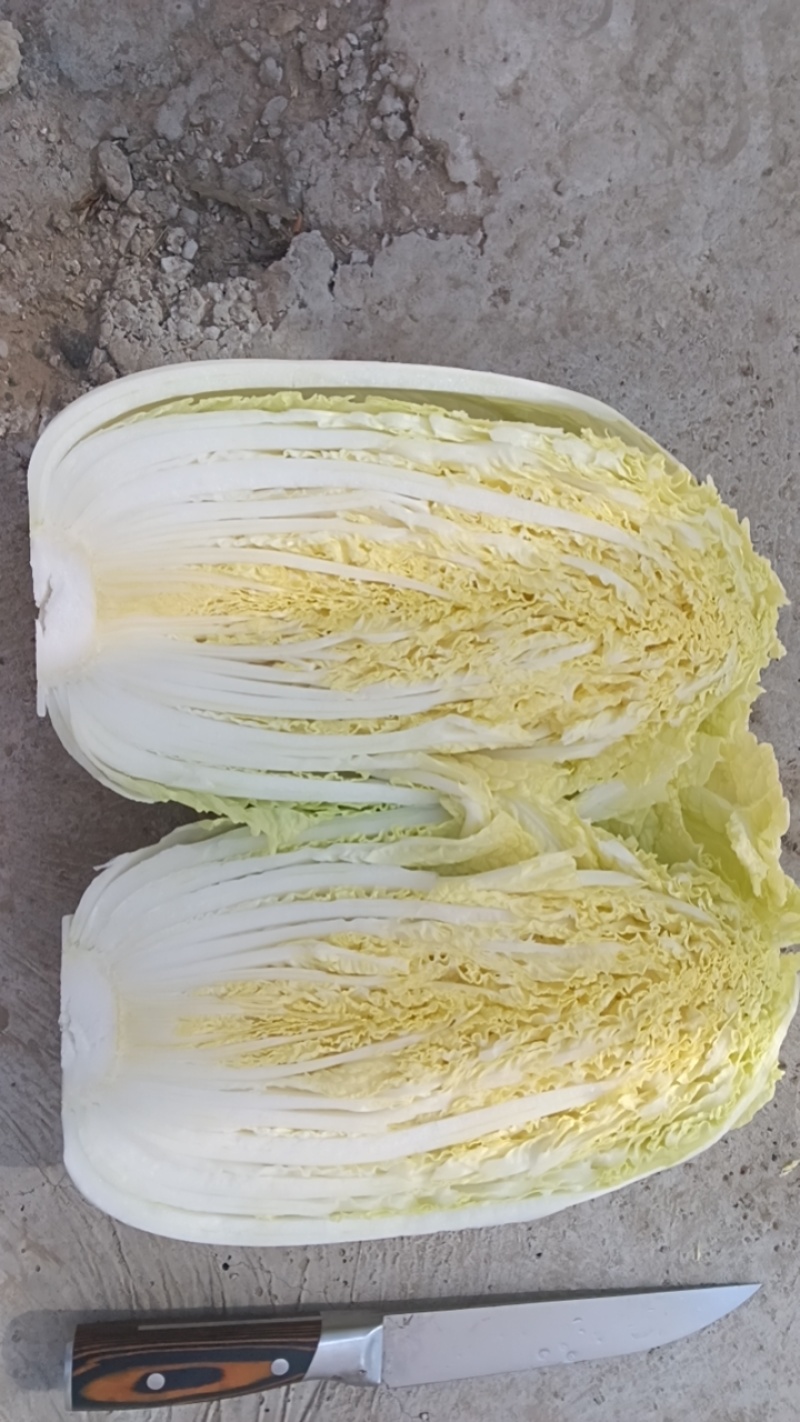精品黄心白菜基地直发货源充足全国发货量大从优