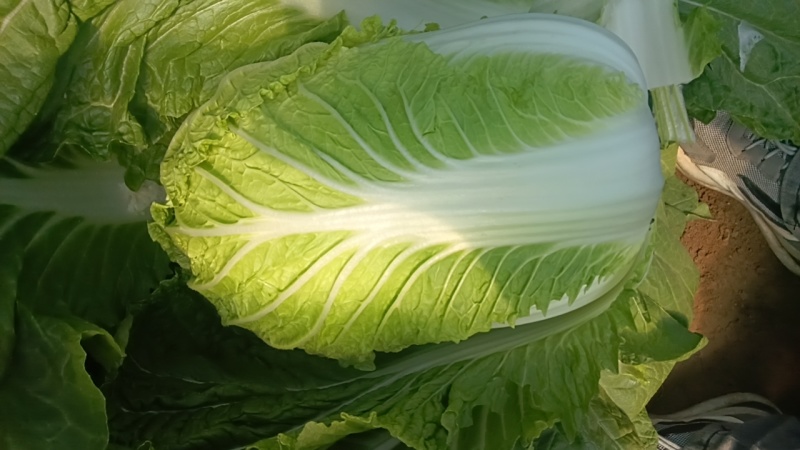精品黄心白菜基地直发货源充足全国发货量大从优