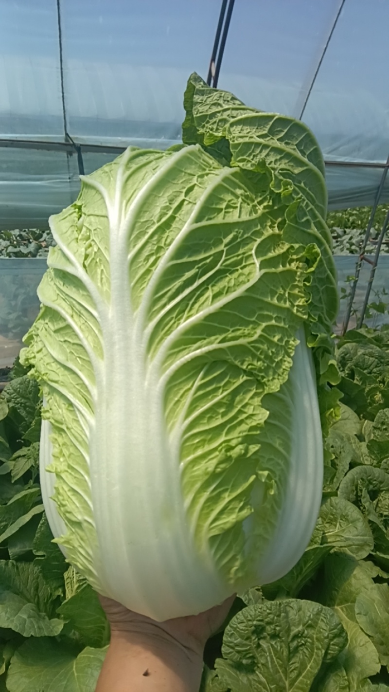 精品黄心白菜基地直发货源充足全国发货量大从优