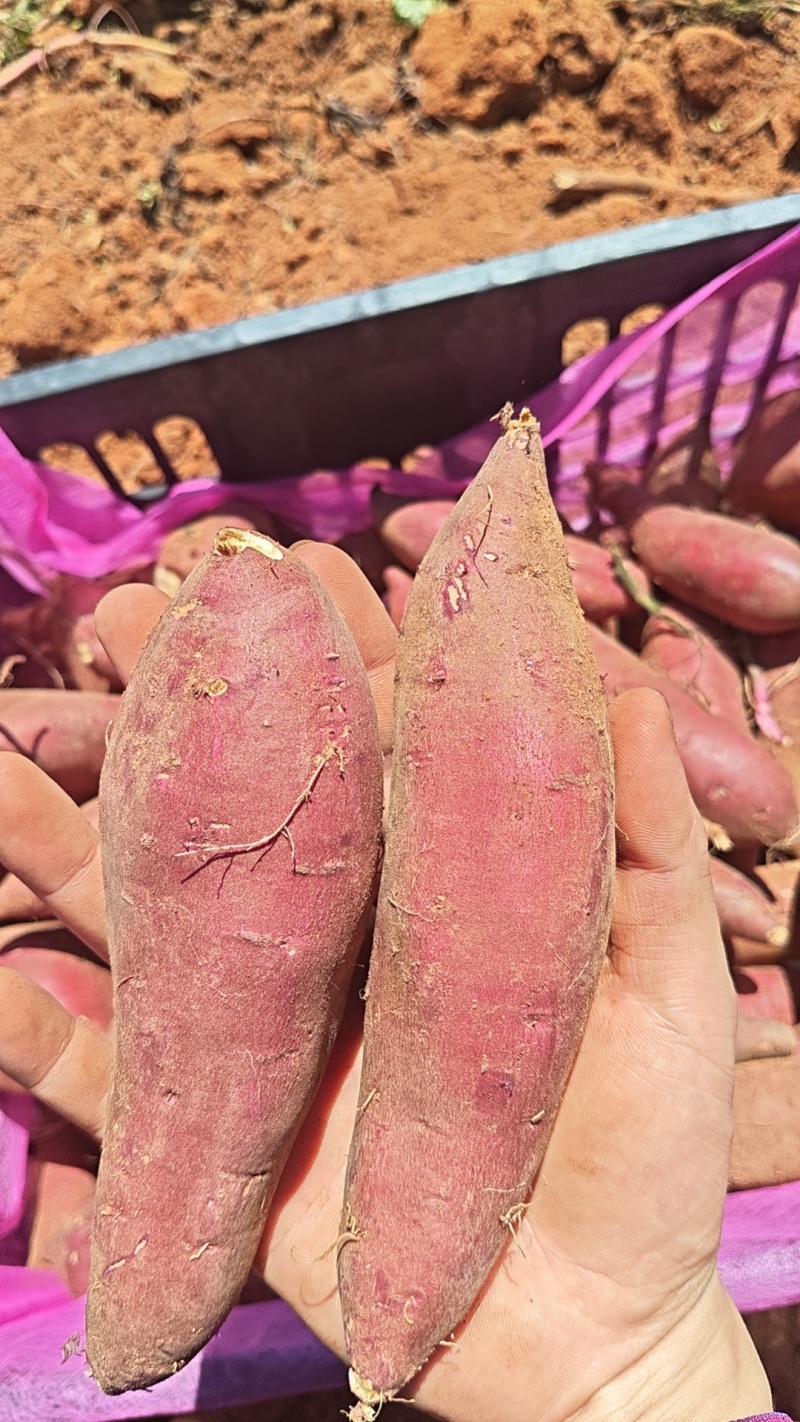 榴莲蜜薯特价商品