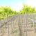高接金叶榆基地大量有货，高接矮接都有，欢迎咨询合作