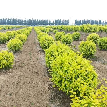 金叶榆地球基地，大量供应货源，欢迎咨询，欢迎实地看货