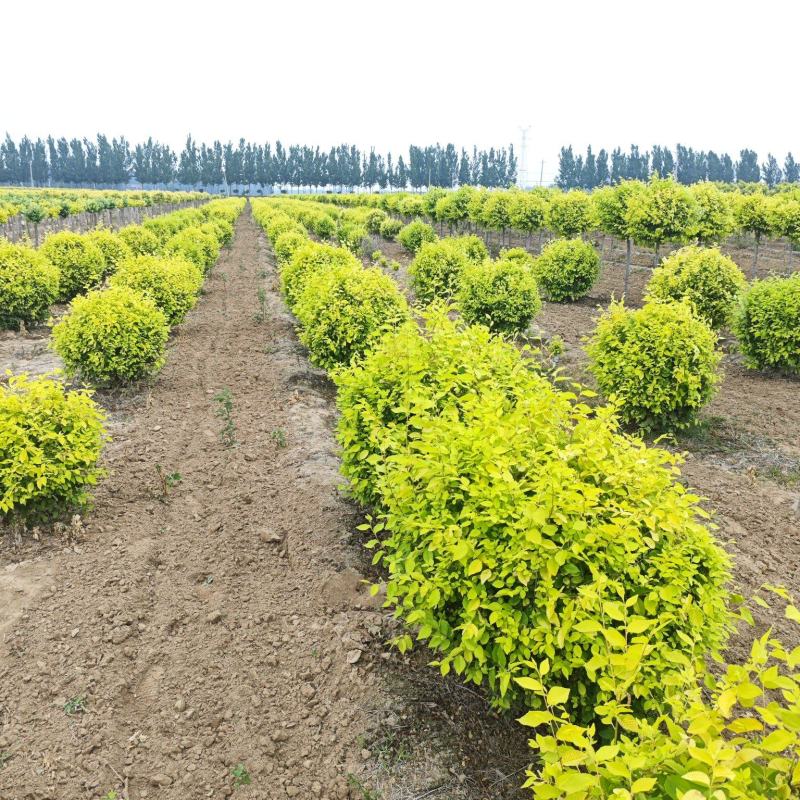 金叶榆地球基地，大量供应货源，欢迎咨询，欢迎实地看货