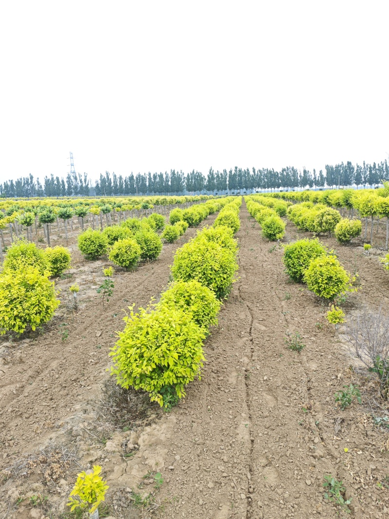 金叶榆地球基地，大量供应货源，欢迎咨询，欢迎实地看货