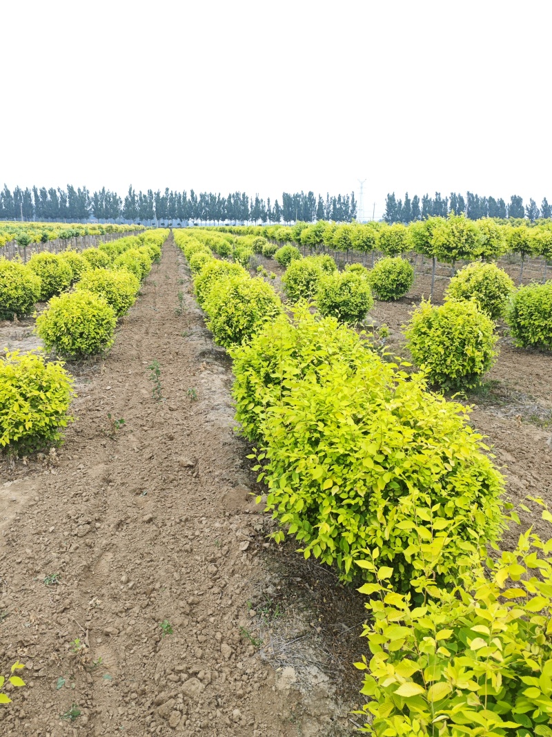 金叶榆地球基地，大量供应货源，欢迎咨询，欢迎实地看货