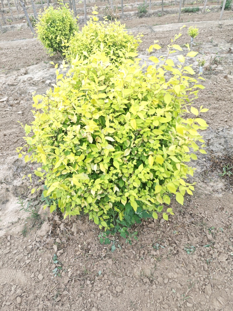 金叶榆地球基地，大量供应货源，欢迎咨询，欢迎实地看货