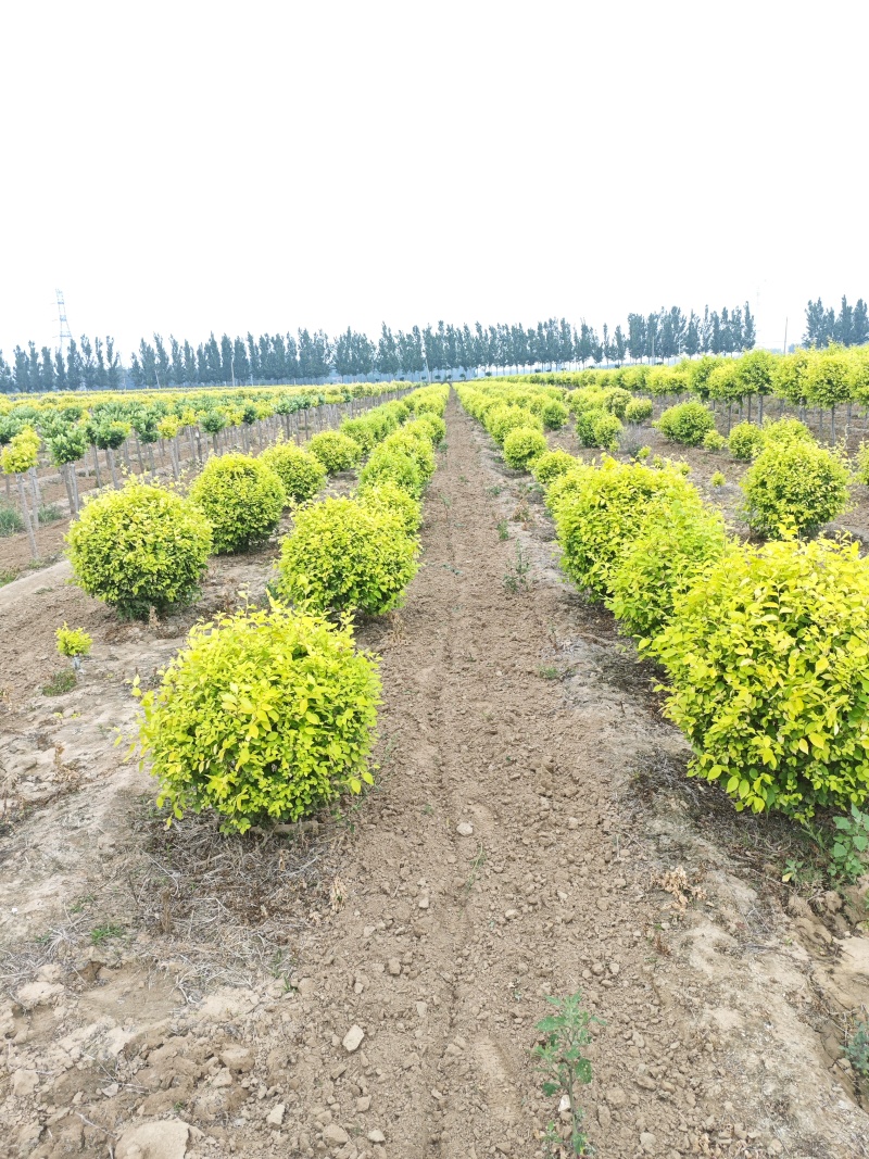 金叶榆地球基地，大量供应货源，欢迎咨询，欢迎实地看货