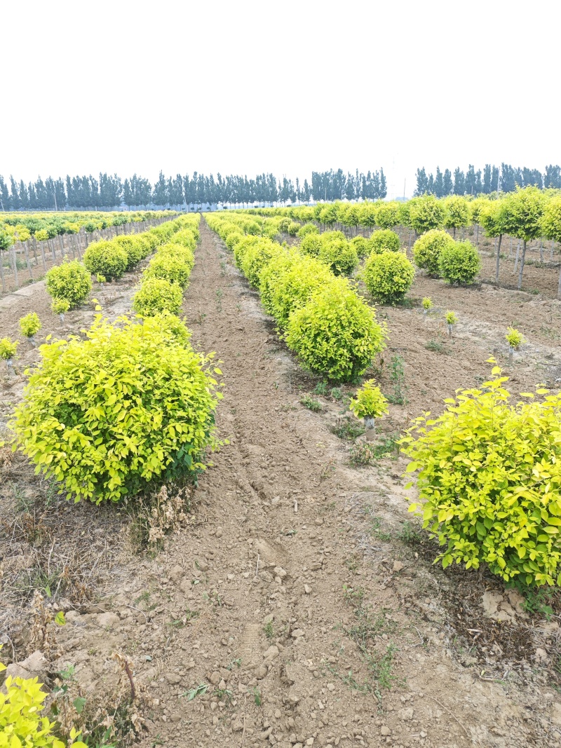 金叶榆地球基地，大量供应货源，欢迎咨询，欢迎实地看货