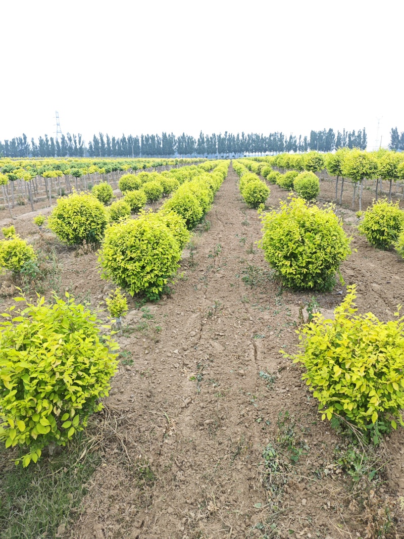 金叶榆地球基地，大量供应货源，欢迎咨询，欢迎实地看货
