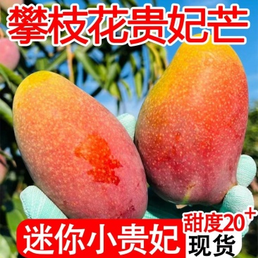 攀枝花精品小贵妃核小肉厚现摘现发