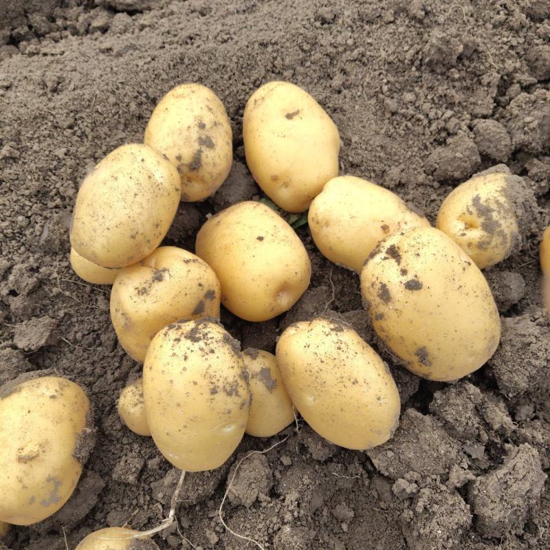 河南实验一果形饱满黄皮黄肉皮肉紧实新鲜采挖产地直发。