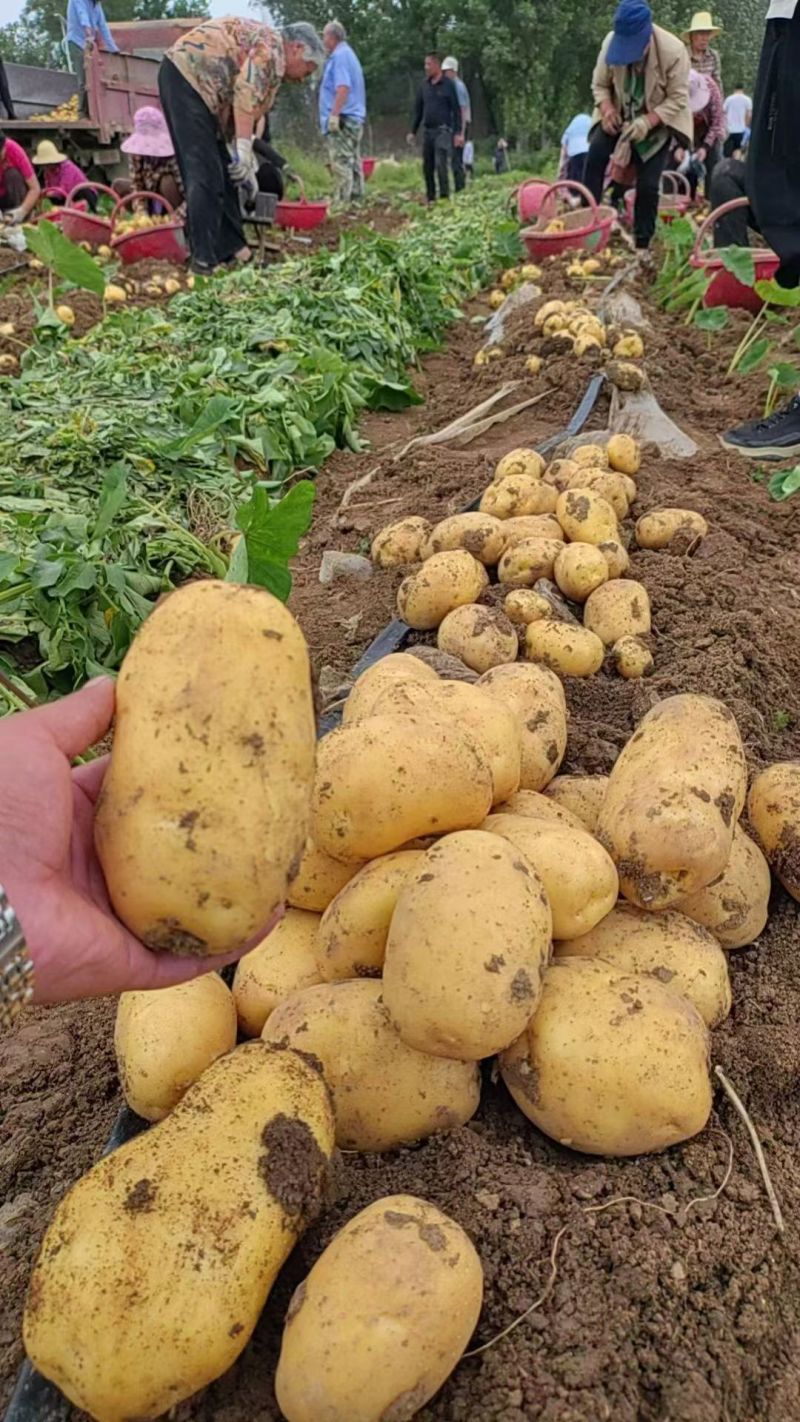 河南实验一果形饱满黄皮黄肉皮肉紧实新鲜采挖产地直发。