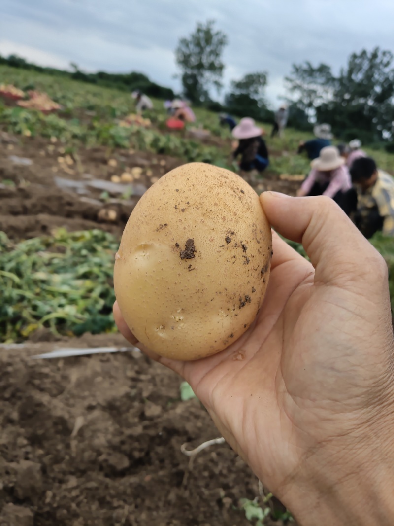 河南实验一果形饱满黄皮黄肉皮肉紧实新鲜采挖产地直发。