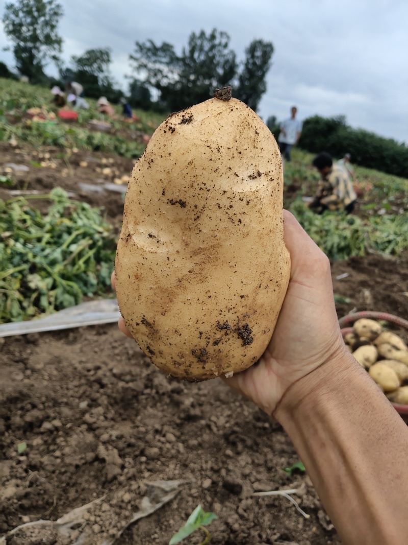 河南实验一果形饱满黄皮黄肉皮肉紧实新鲜采挖产地直发。
