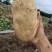 河南实验一果形饱满黄皮黄肉皮肉紧实新鲜采挖产地直发。