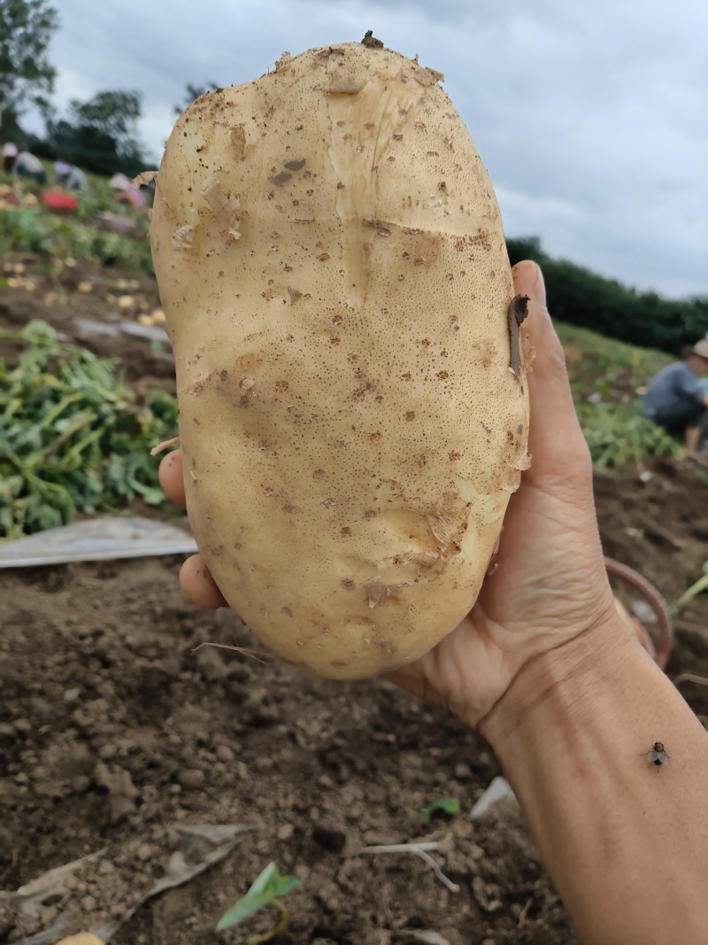 河南实验一果形饱满黄皮黄肉皮肉紧实新鲜采挖产地直发。