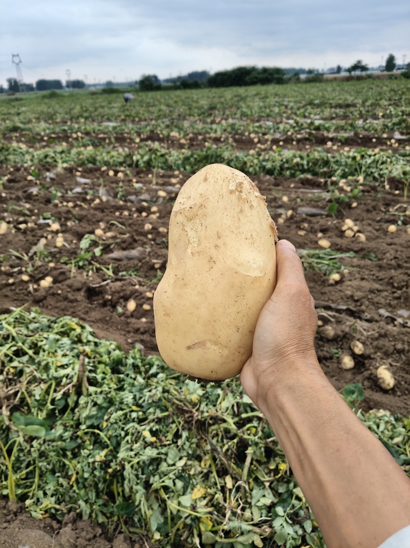 河南实验一果形饱满黄皮黄肉皮肉紧实新鲜采挖产地直发。