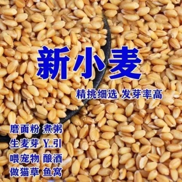 26年当季新小麦优质小麦麦子对接各大加工厂面粉厂