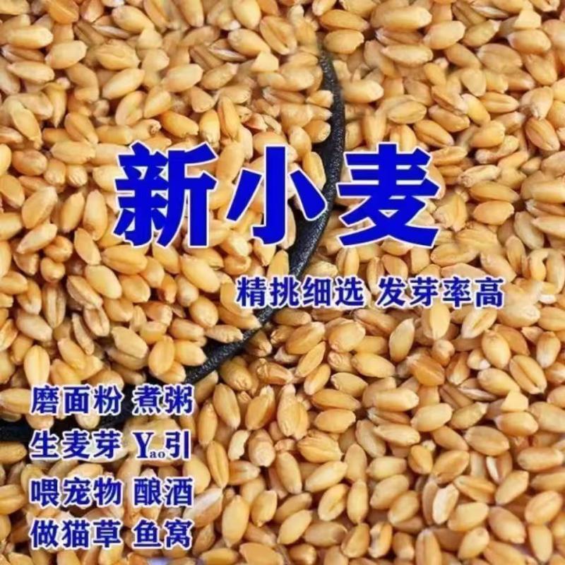 26年当季新小麦优质小麦麦子对接各大加工厂面粉厂