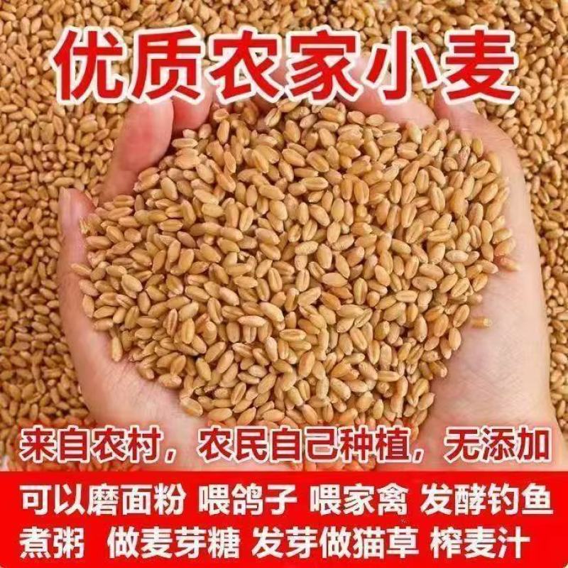 26年当季新小麦优质小麦麦子对接各大加工厂面粉厂