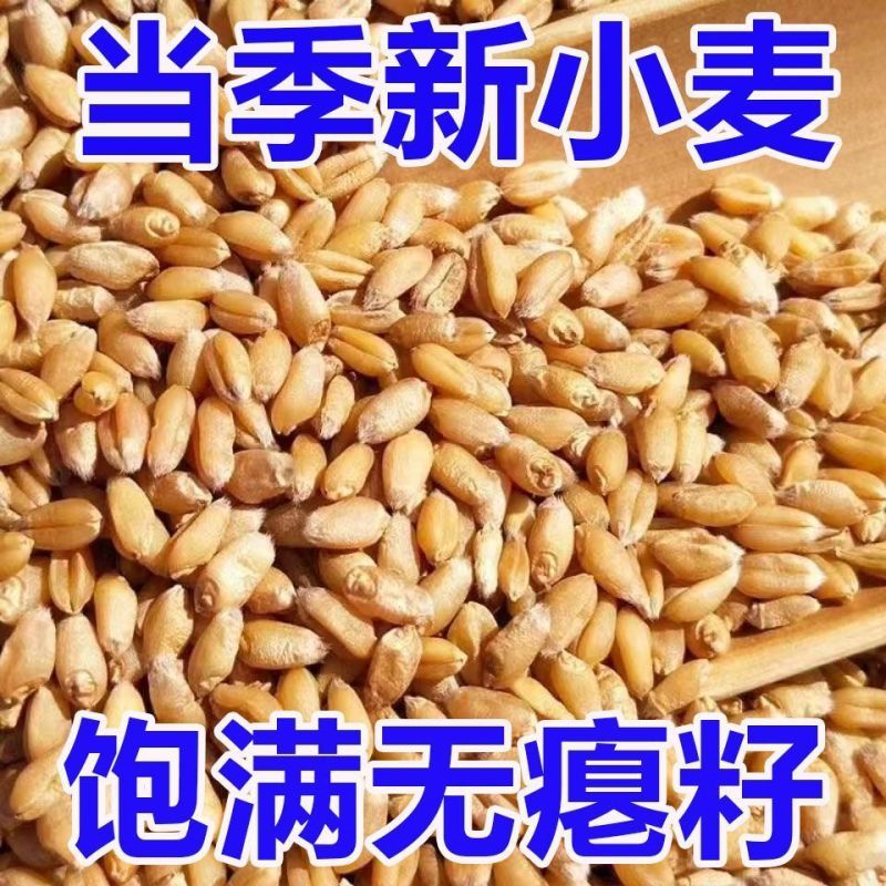 26年当季新小麦优质小麦麦子对接各大加工厂面粉厂