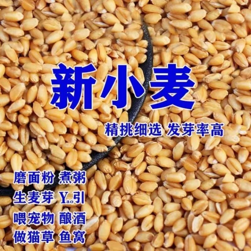 26年当季新小麦优质小麦麦子对接各大加工厂面粉厂