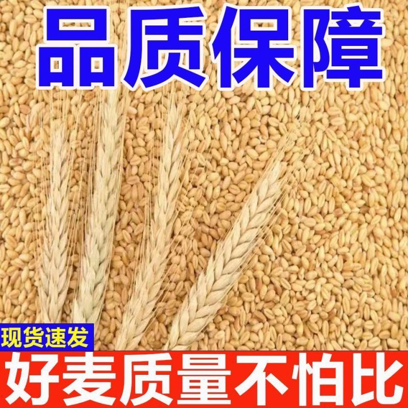 26年当季新小麦优质小麦麦子对接各大加工厂面粉厂