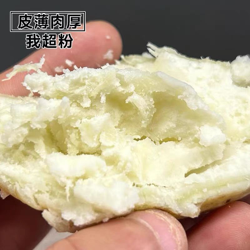包邮栗子薯香甜粉糯广东阳江市阳西县海边沙地红薯