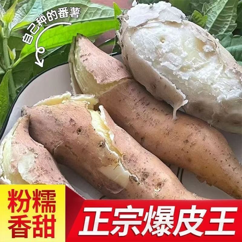 包邮栗子薯香甜粉糯广东阳江市阳西县海边沙地红薯