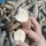 包邮栗子薯香甜粉糯广东阳江市阳西县海边沙地红薯