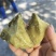 包邮栗子薯香甜粉糯广东阳江市阳西县海边沙地红薯