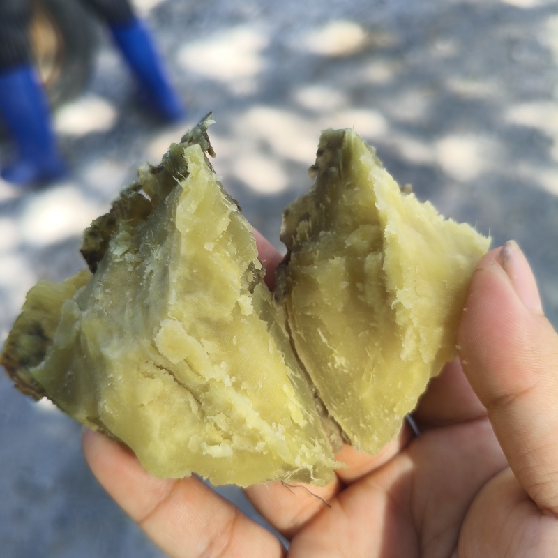 包邮栗子薯香甜粉糯广东阳江市阳西县海边沙地红薯