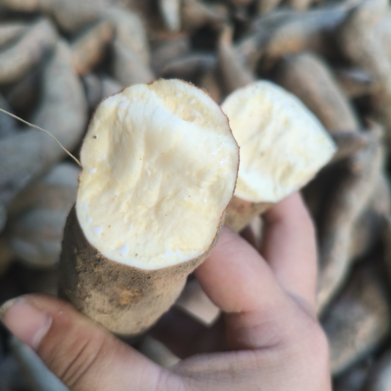 包邮栗子薯香甜粉糯广东阳江市阳西县海边沙地红薯