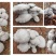 灵芝菇鲜品干品系列***********