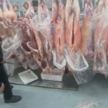 鄂尔多斯绵羔羊